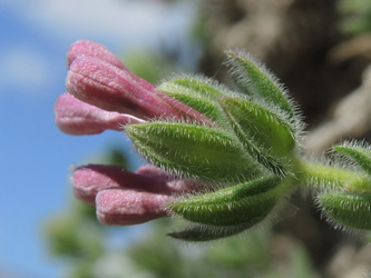 Asperula arcadiensis