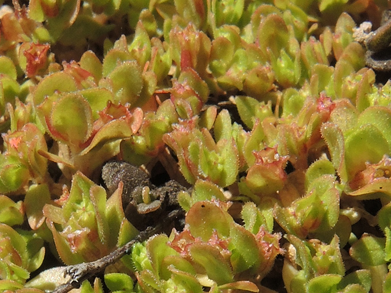 Lythrum borysthenicum