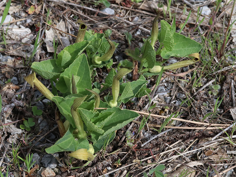 Aristolochia elongata