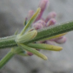 Asperula taygetea
