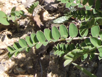 Astragalus monspeliensis