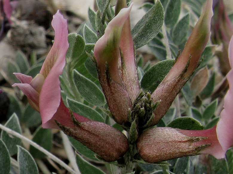 Astragalus spruneri