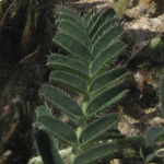 Astragalus suberosus haarbachii