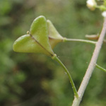 Capsella bursa-pastoris