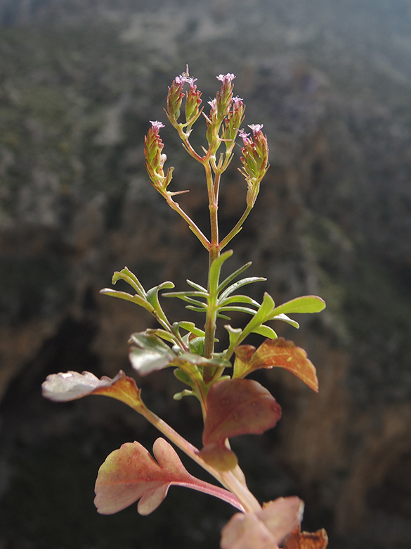 Centranthus calcitrapa
