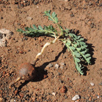 Euphorbia apios