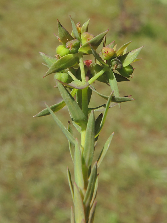 Euphorbia exigua