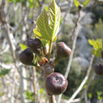 Ficus carica - Feigenbaum