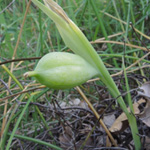 Iris tuberosus