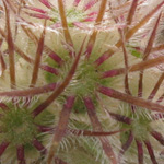 Lomelosia brachiata