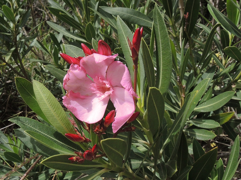Nerioum oleander