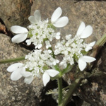 Orlaya daucoides