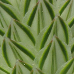 Phalaris canariensis