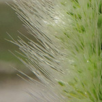 Polypogon maritimus