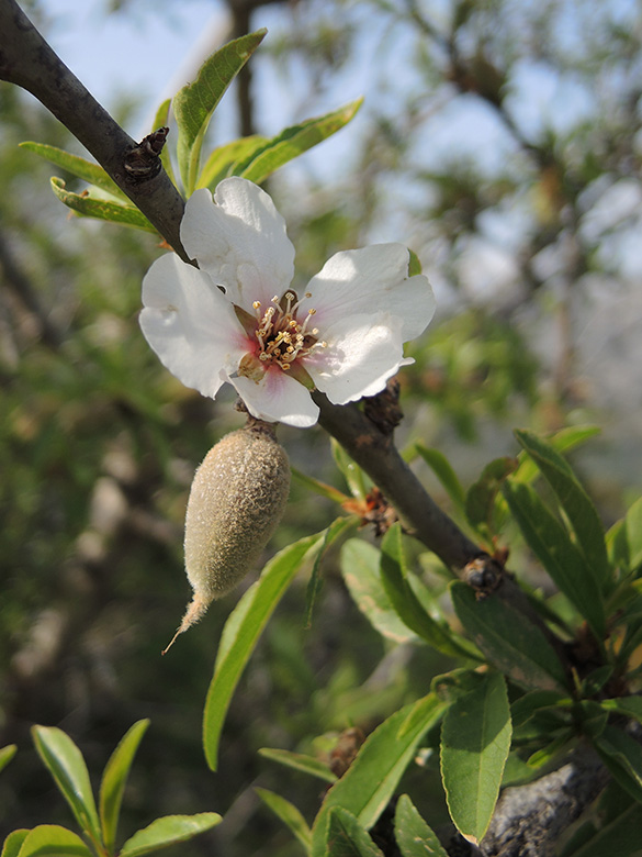 Prunus webbii