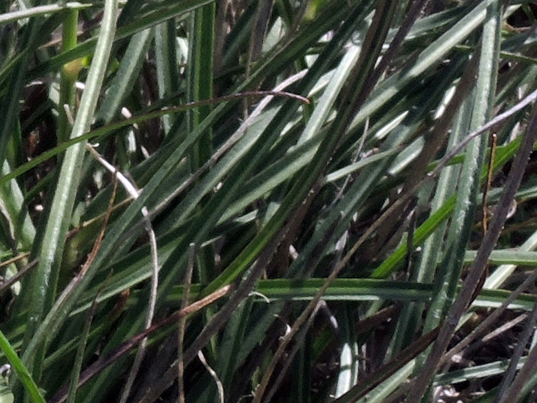 Scorzonera crocifolia