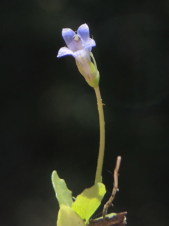 Solenopsis laurenta