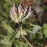 Trifolium fragiferum