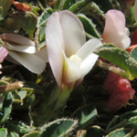 Trifolium unflorum