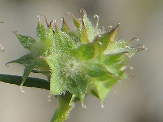 Valerianella dioscoidea